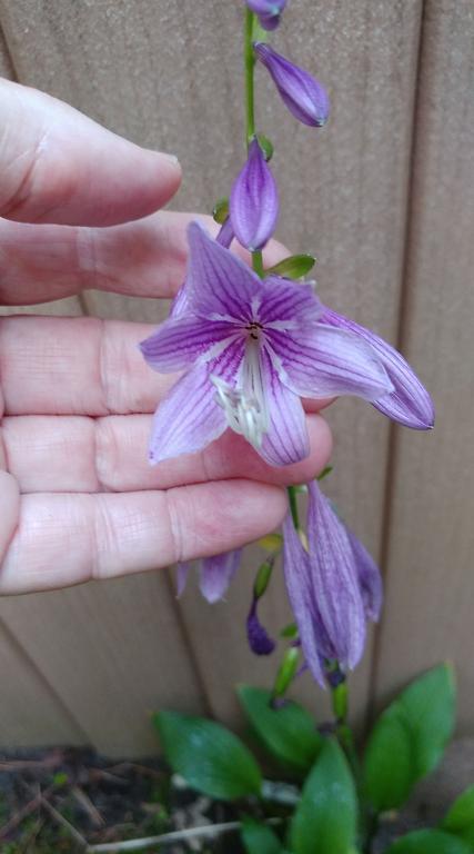 rectifolia weedling