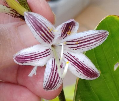 Red Flowered Hosta - August 27, 2018