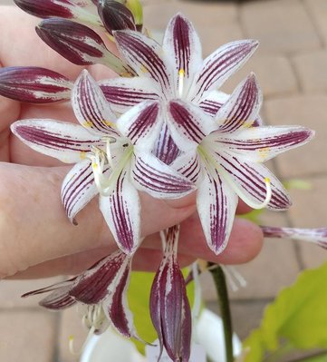 Red Flowered Hosta - August 28, 2018