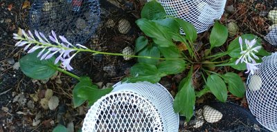 weedling shiny leaf yingeri type - September 5, 2018
