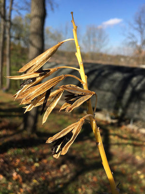 Blue Angel set seed this year