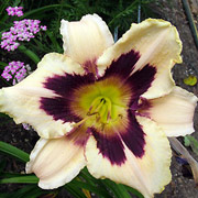 Daylily 'Moonlit Masquerade'