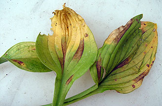 foliar nematodes on hosta