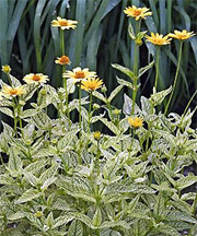 Heliopsis Loraine Sunshine