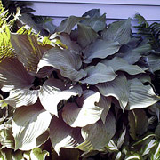 Hosta Krossa Regal