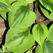 Hosta Radiant Star